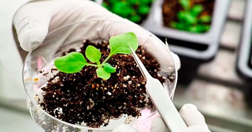 Bioinsumos: suelos sanos, mayor productividad agrícola, una alternativa  para el campo - CaracolEnMovimiento